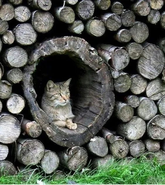 Such a beautiful looking pussy. And that gaping hole!