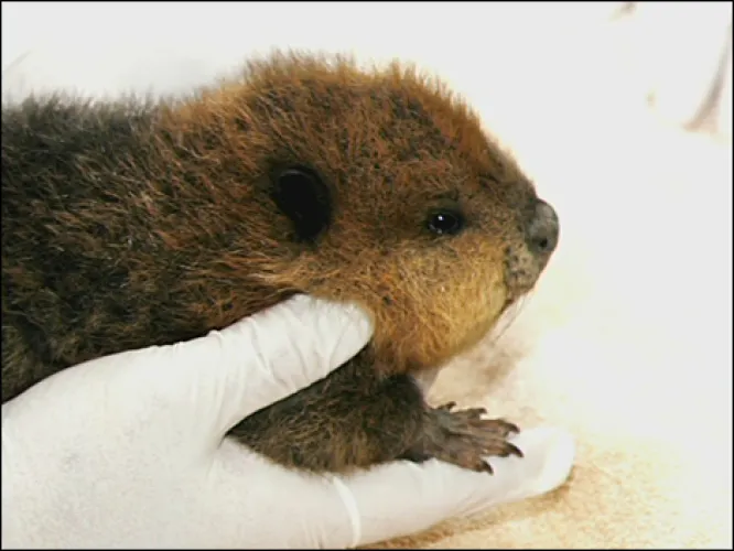 This guy is handling this cute little beaver just right