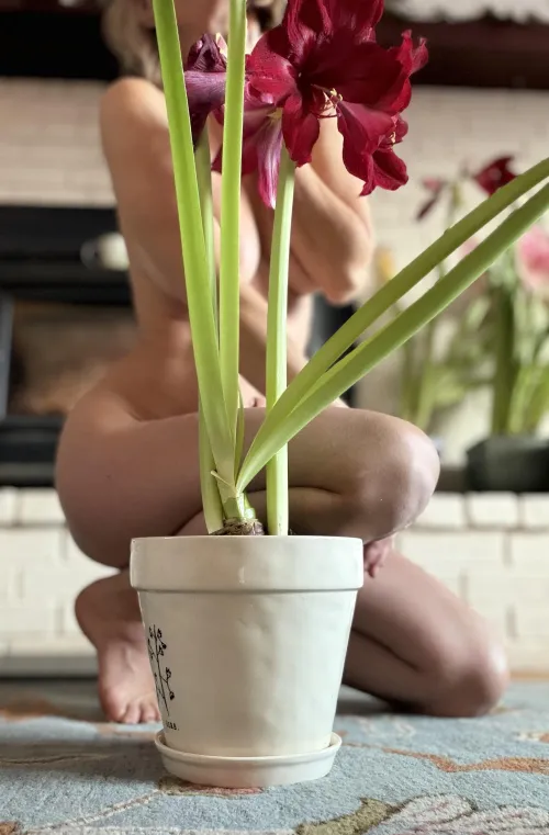 Celebrating amaryllis