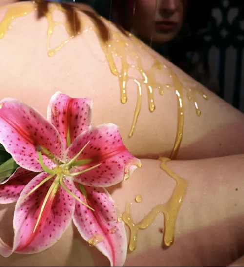 Stargazer Lily & Honey ✨