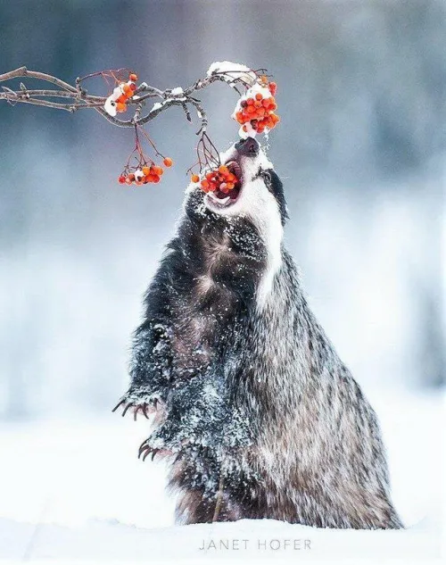 Eating from below in the snow