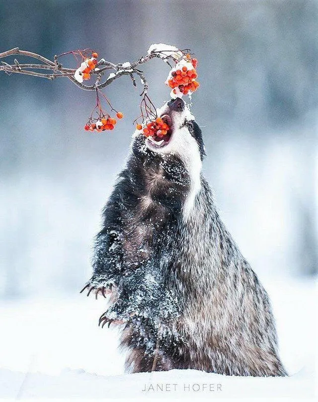 Eating from below in the snow