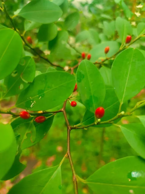 Giveaway .cocain seeds