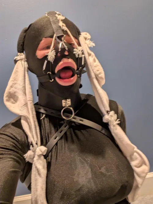 Ring gag and nosehook combo