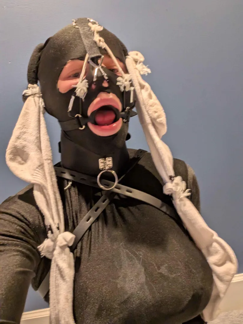 Ring gag and nosehook combo