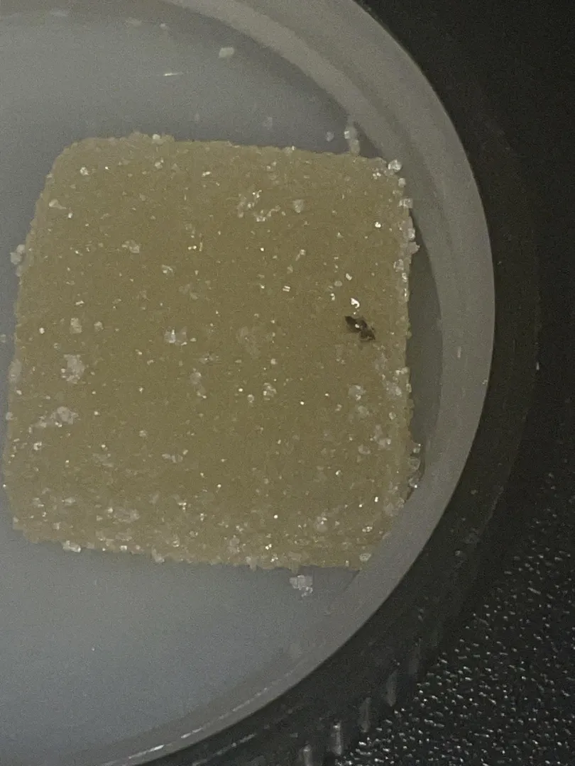 Bruh did I get a bug in my gummy??? 