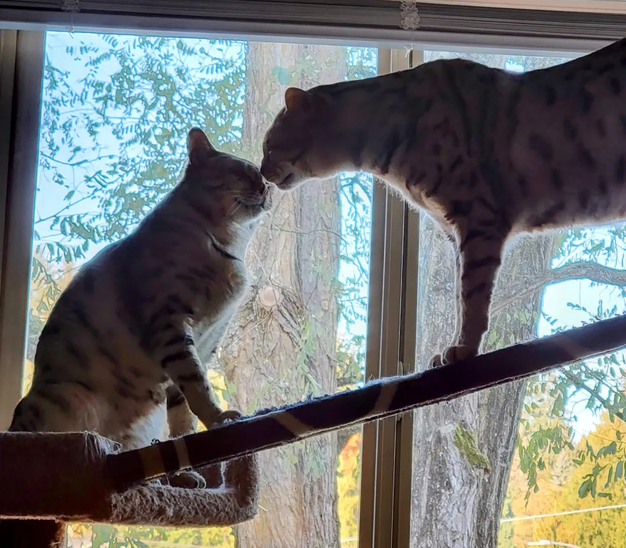 [f] and [m] Indoor wildcats!