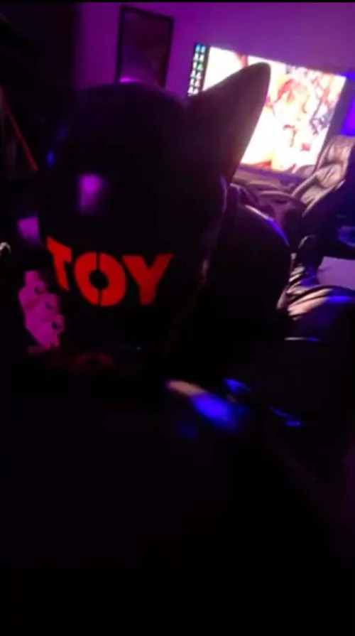 I love being a drone pup :3