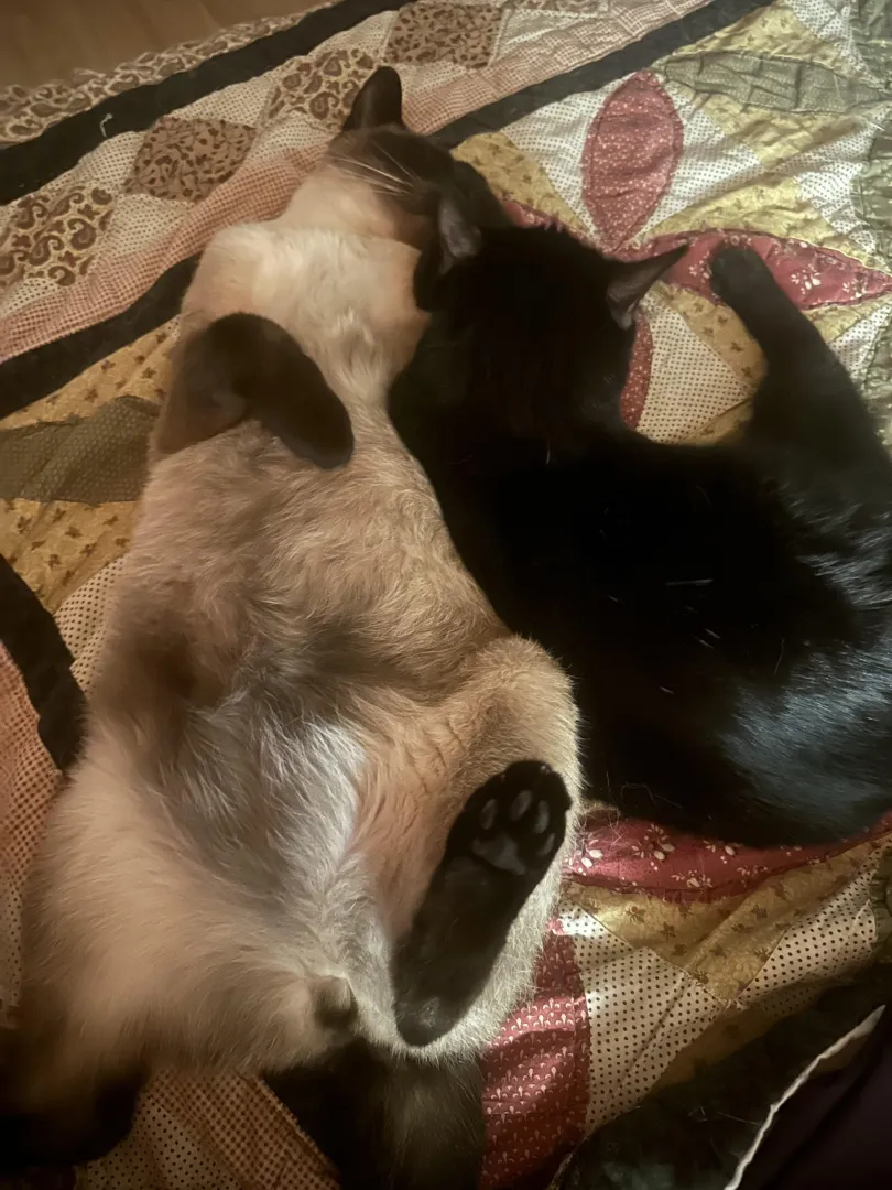 [m] and [f] after snuggles