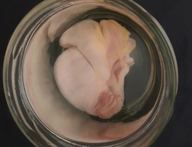 Not sure what to do with my preserved ball