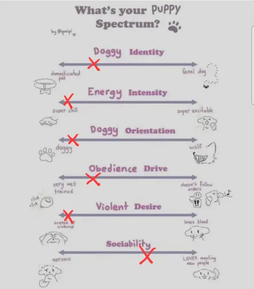 What does everyone think of my puppy? :D