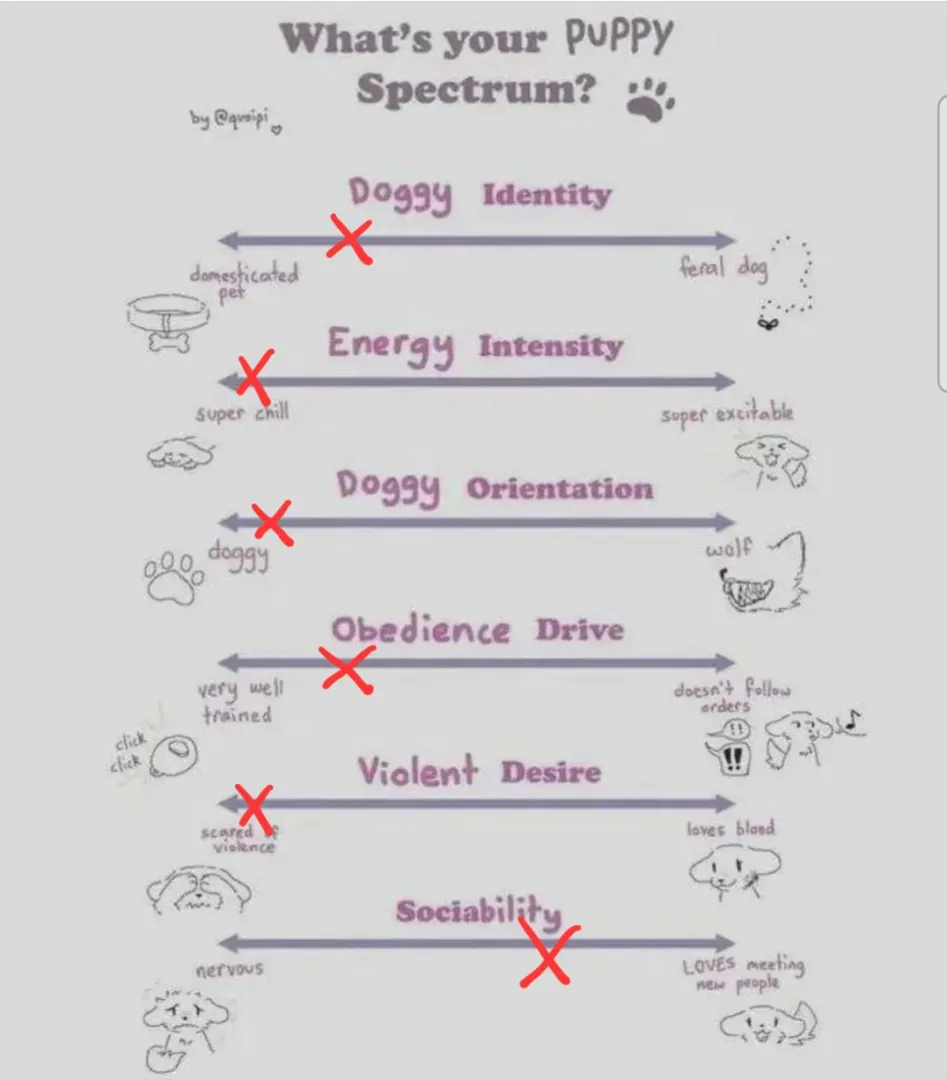 What does everyone think of my puppy? :D