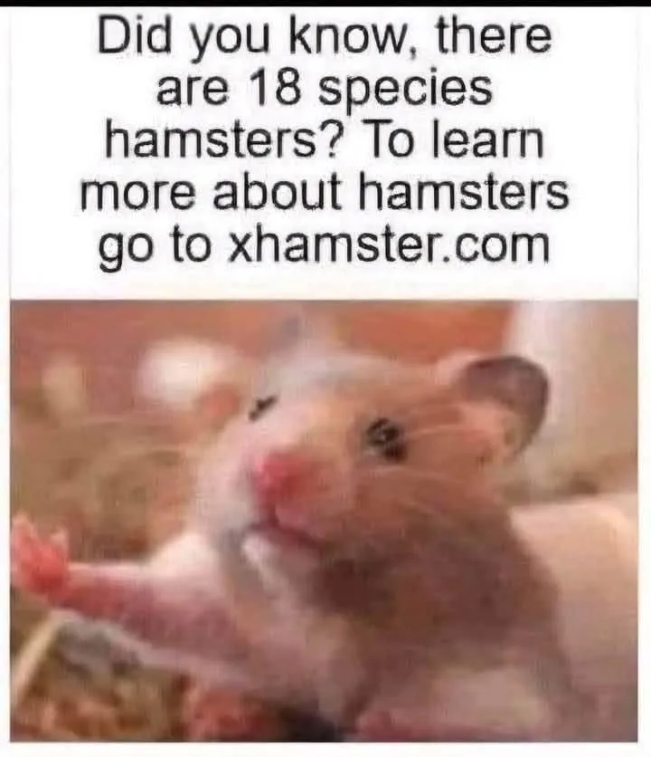 Yeah.. those hamsters