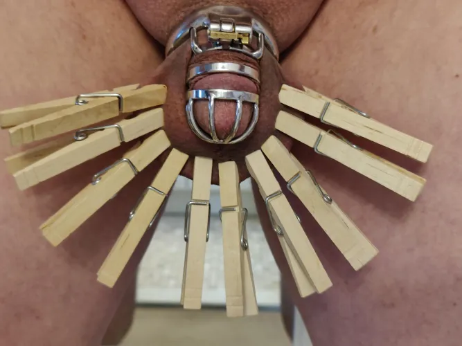 Standard plywood peacock