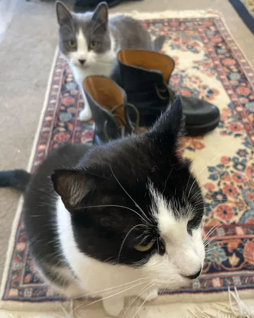 Mods are gone here’s my FO- black leather boots that I’m afraid to post on the sub for shoemaking