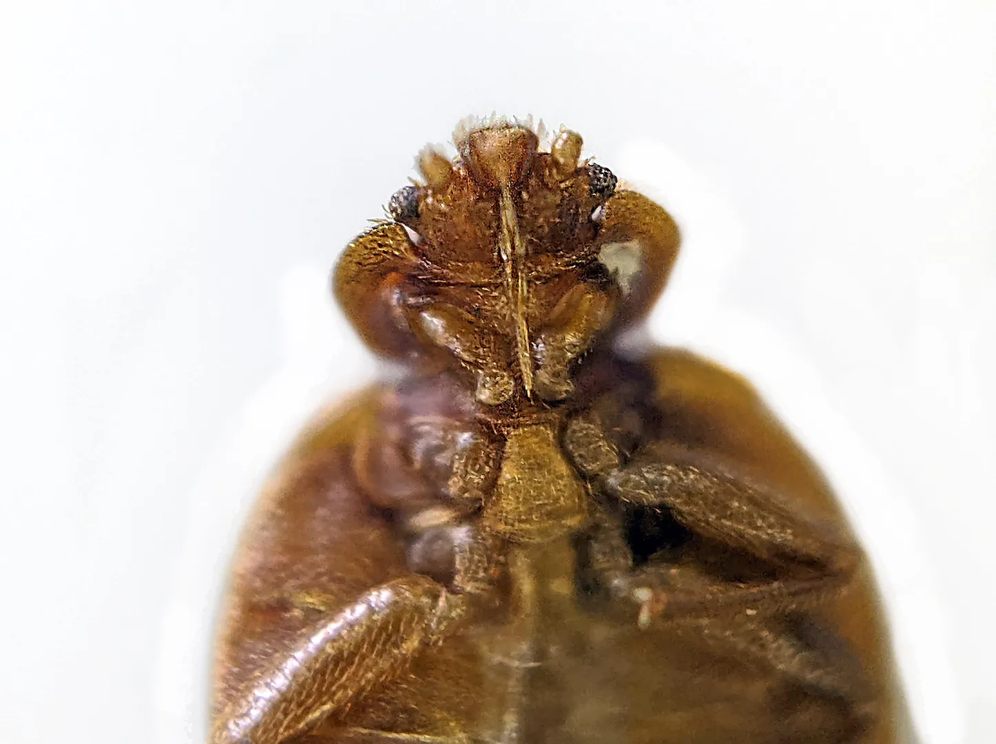 People say I look like Adam and it hurts my feelings.