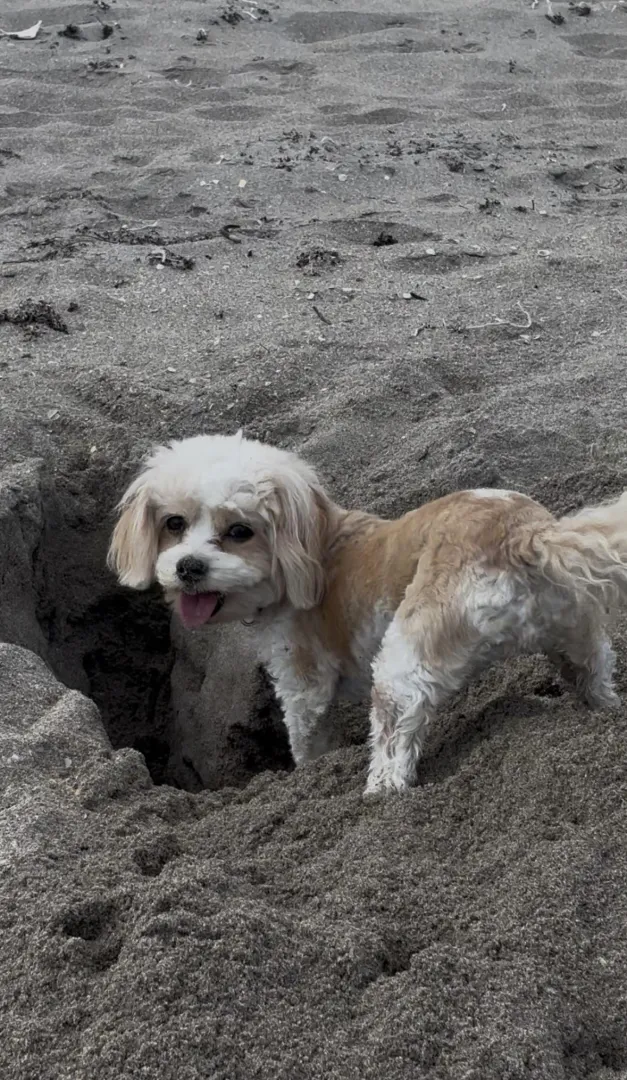 Getting Busy at the Beach