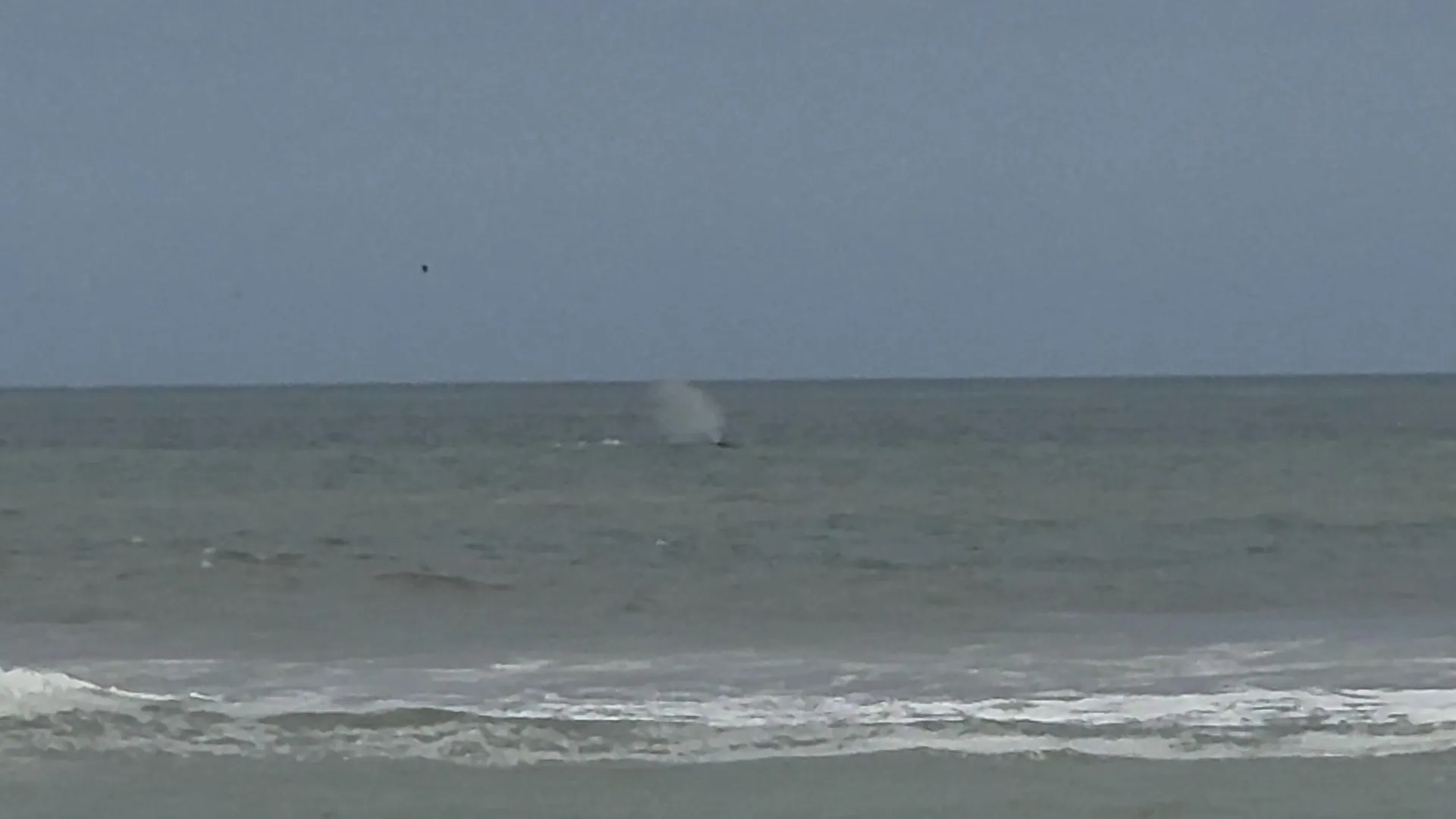 Anyone else see the whale today?