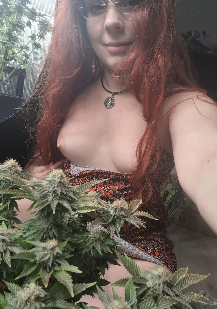 Got myself my [f]avourite flowers today!