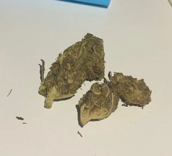 minha companhia dessa noite