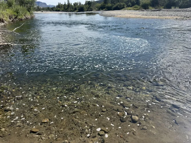 32 M4F Shelby - looking for fun