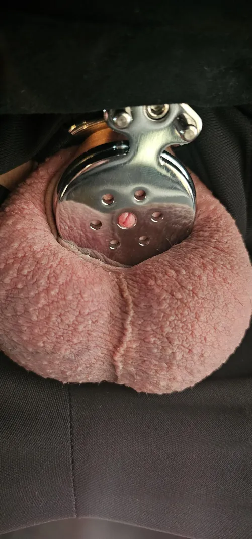 23m looking for m/f someone to help me stay lockup and to sit on my face(and perhaps some pegging☺️) if that sounds good hmm you also get to pick which one i wear. A flat cage(in pic, semi flat or fufu(can dm pics)#Gilbert