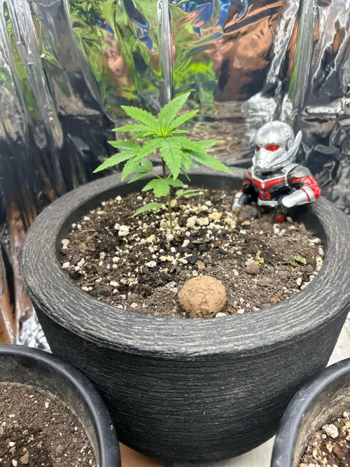 Mosquinhas no cultivo.