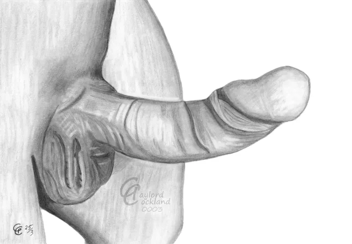Penis #3 erect cock with open foreskin, drawn by me