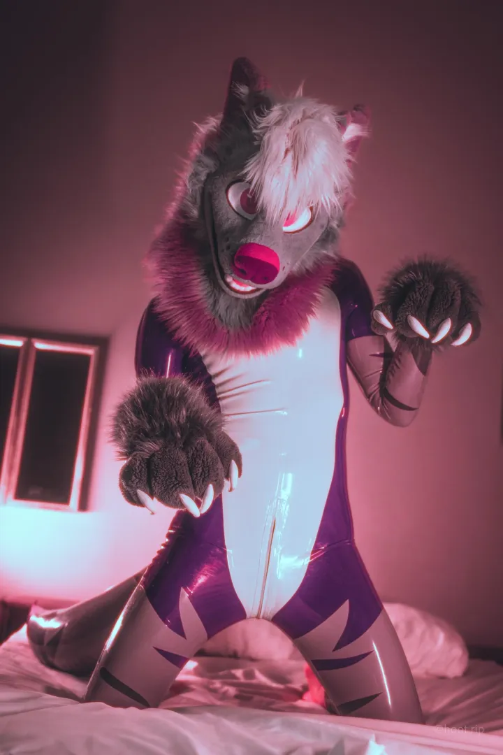 Belly rubs needed.. [steelyeen]