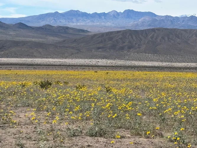 Beginning of the super bloom on DVNP