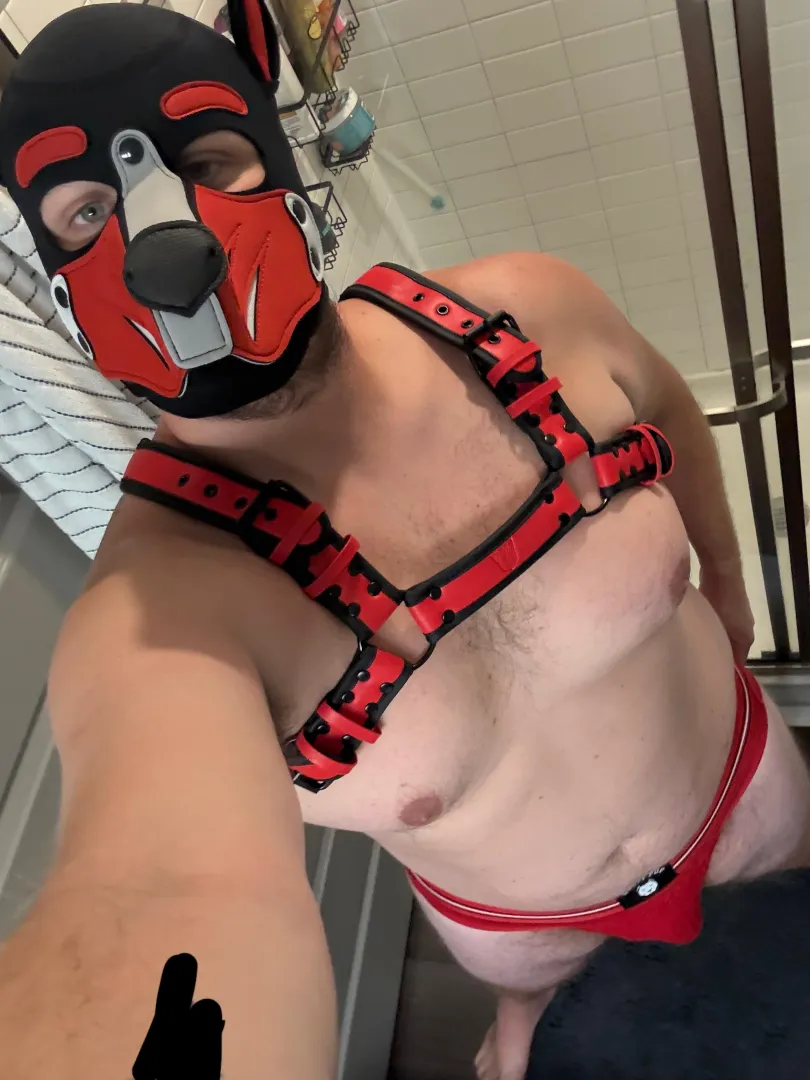 Hello pups!