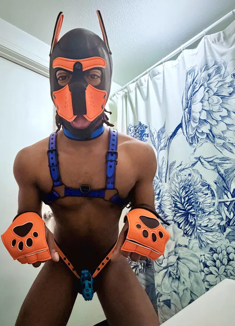 Pup begging for an overdue milking 