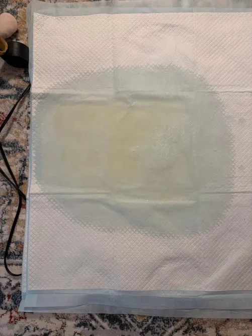 Tinkled on a potty pad tonight!