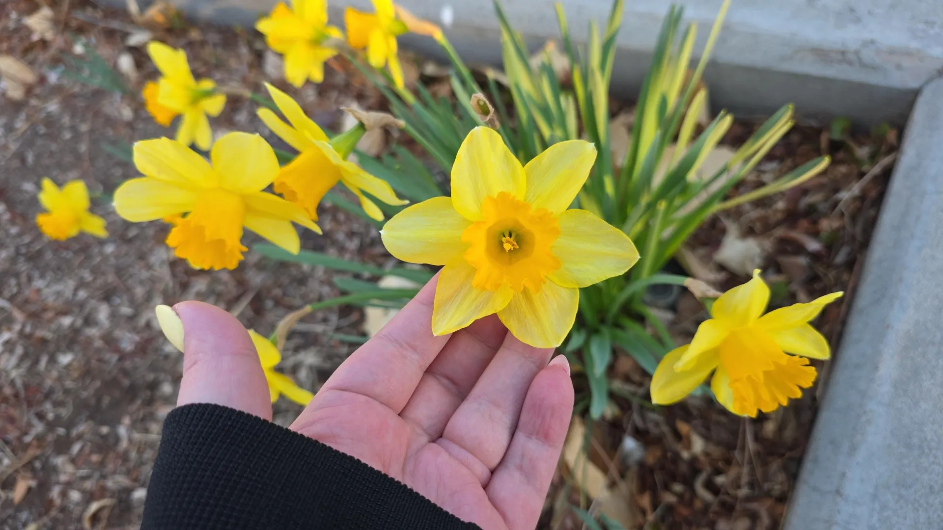 A beautiful fresh set of flowers 