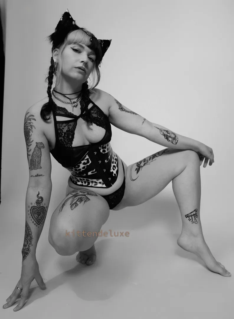 bratty kitten is looking for trouble