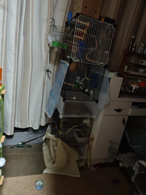 How parrot helped me Get rid of nitrous oxide