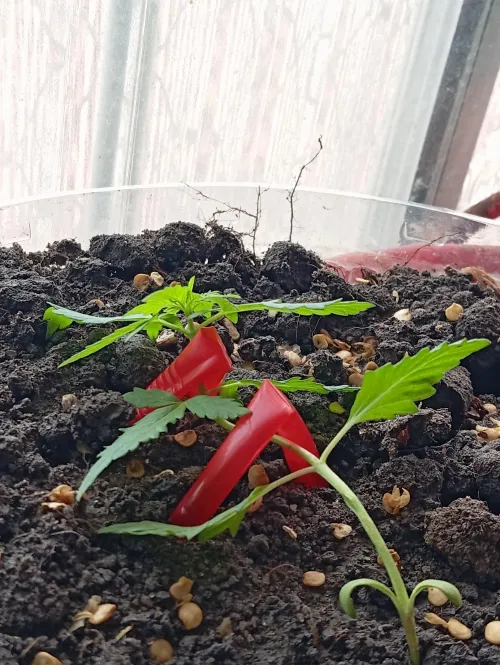 Começando um treinamento de leve