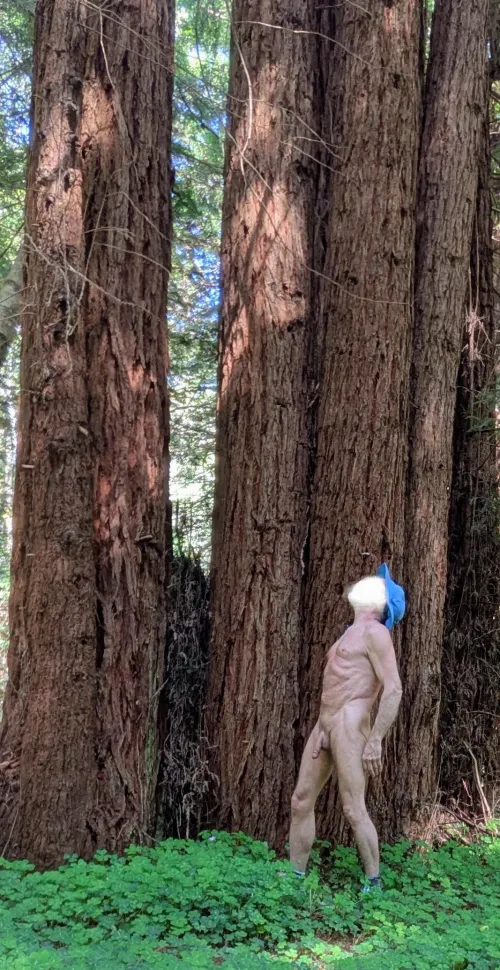 Tree Pose Tuesday: taking a break to admire the tall redwoods.