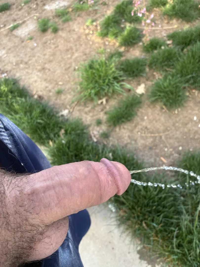 Yard piss