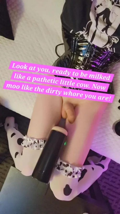 Get ready for your milking 