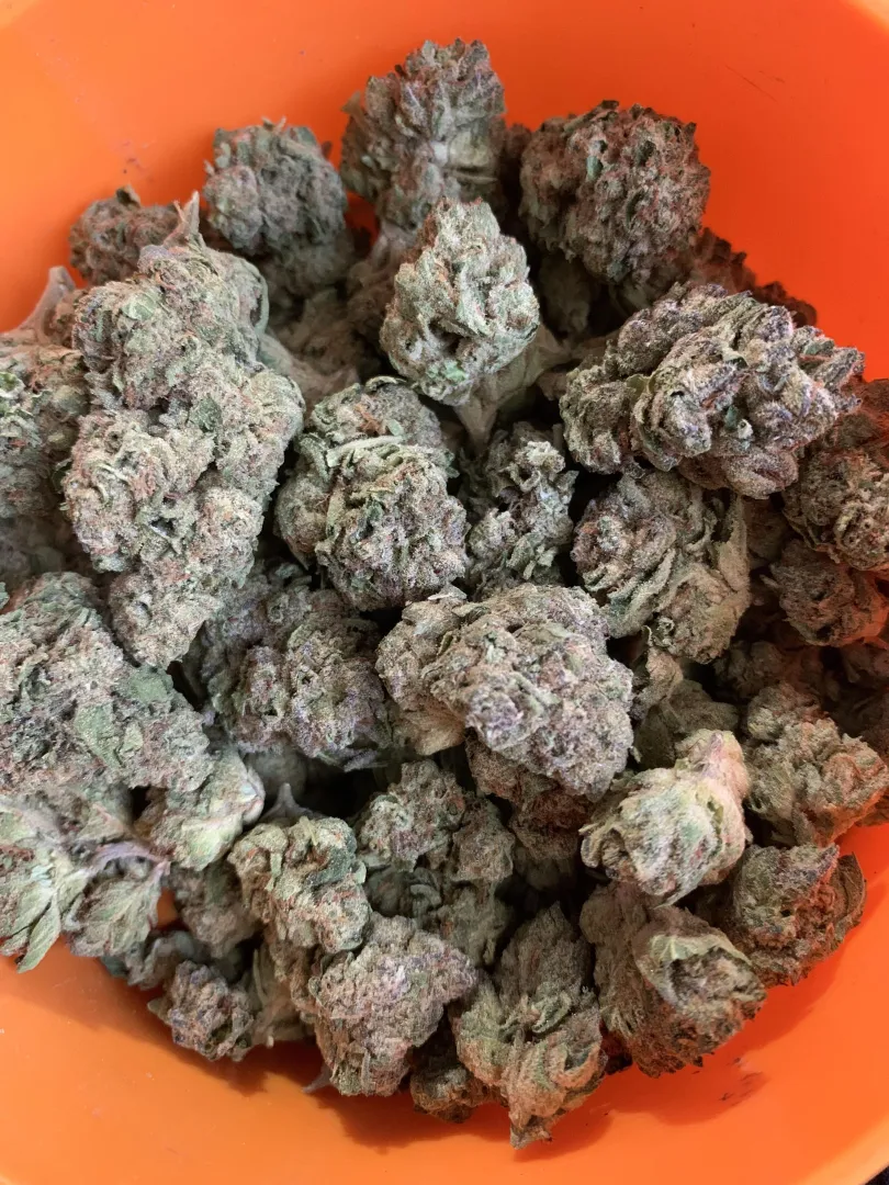 Indoor + PGR/Chemical free DFW  low ️