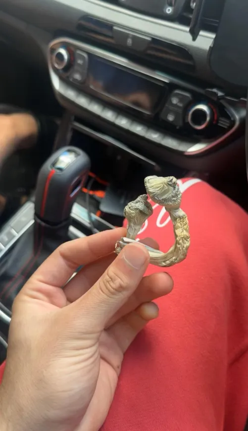 Can anyone help identify these?