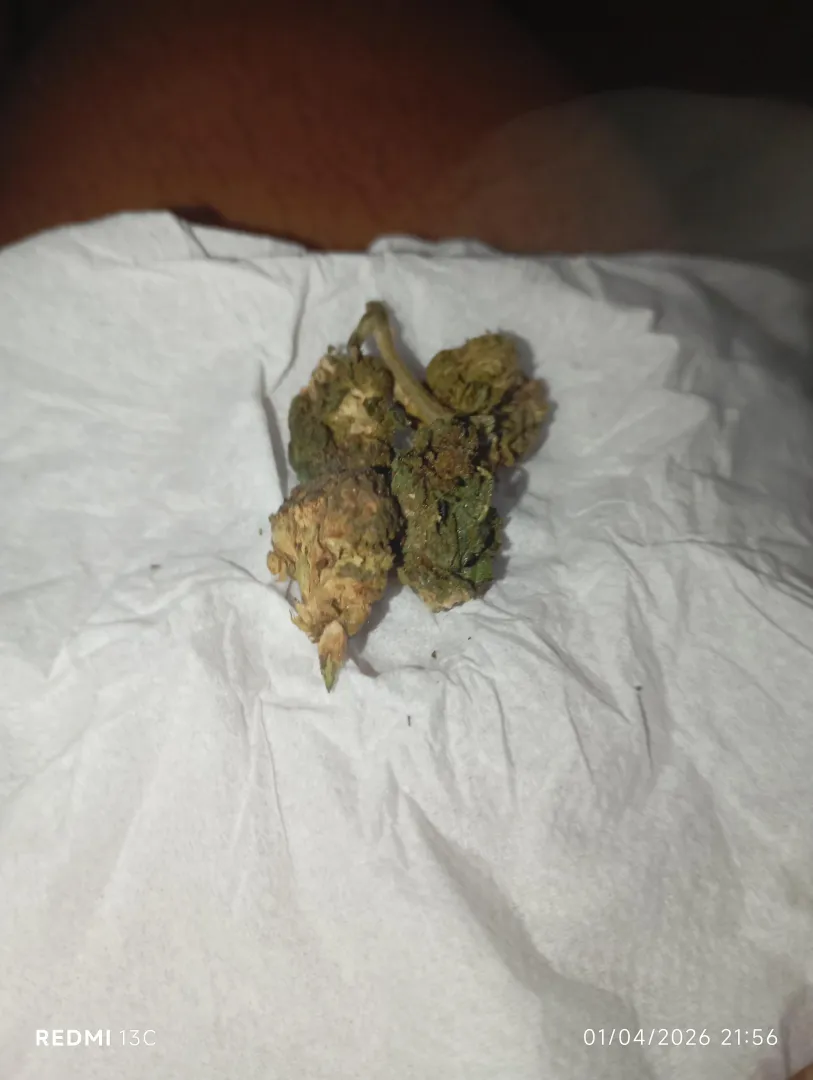 Criminalização da erva é putaria