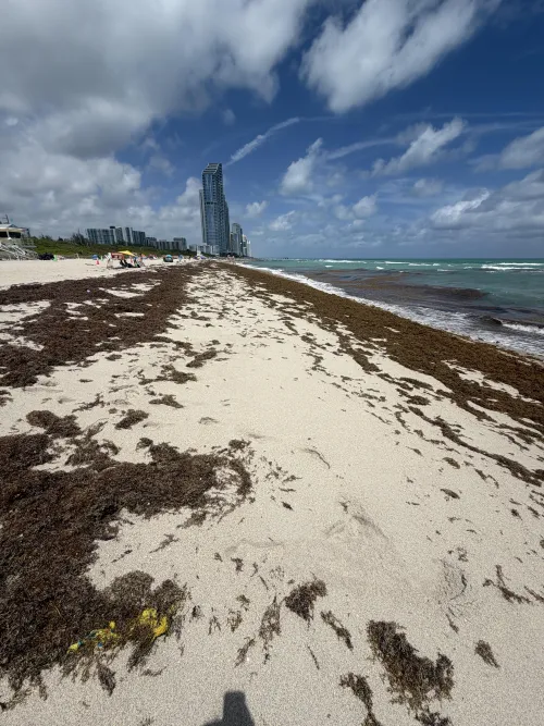 Hi loves, lots of seaweed this week 