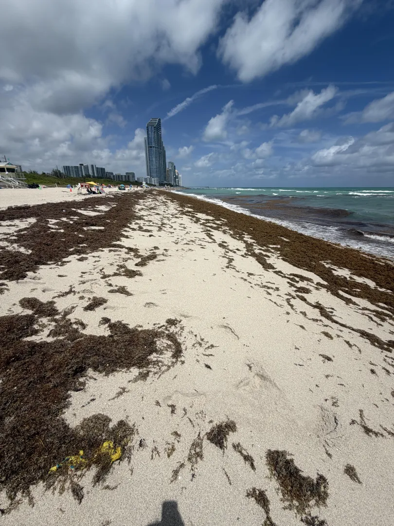 Hi loves, lots of seaweed this week 