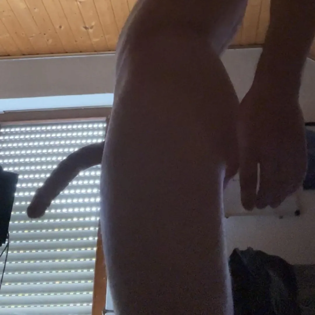 [24] Schatten Schwanz  