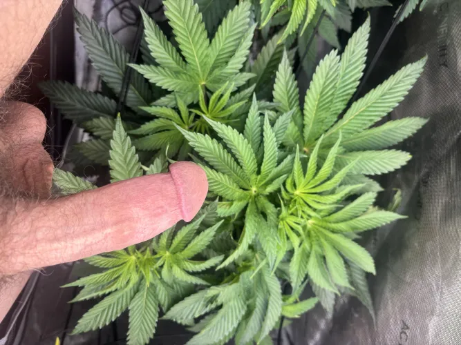 They’re co(m)ing along nicely