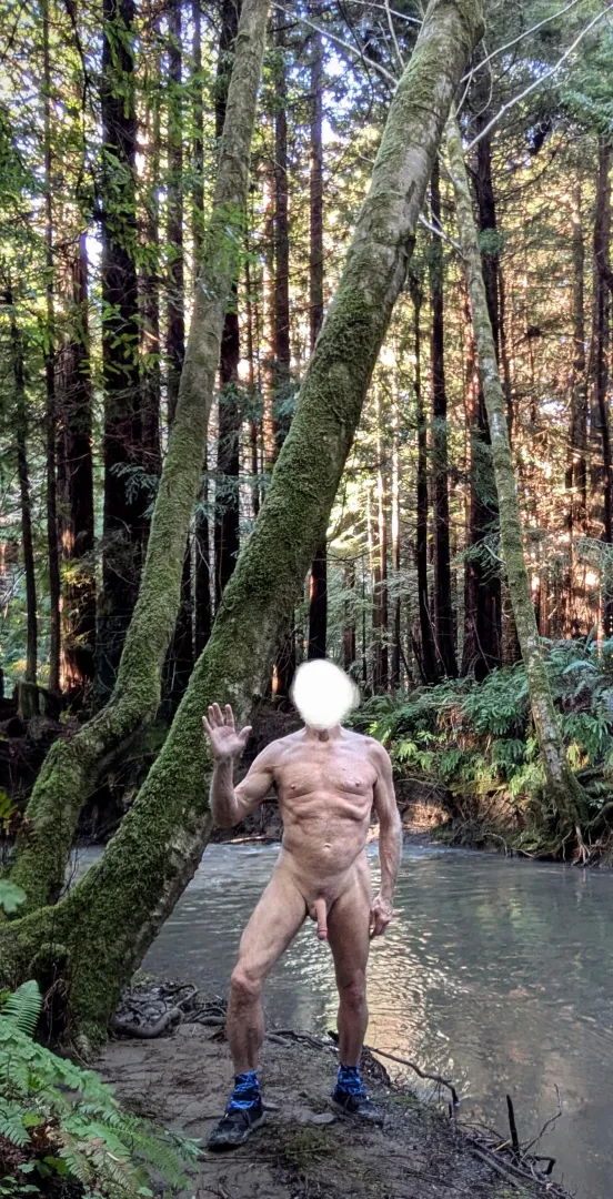 Tree Pose Tuesday: greetings from the redwood forest .