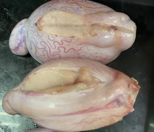 What's inside your balls that makes them and the cum they make so delicious? Let me split a pair of testicles a slave just 