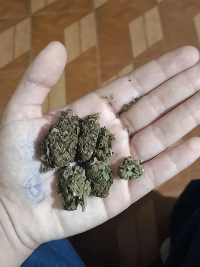 3g de flor tá MT caro bro